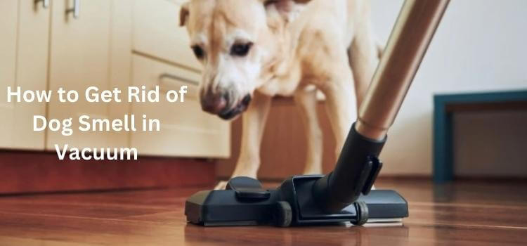How to Get Rid of Dog Smell in Vacuum